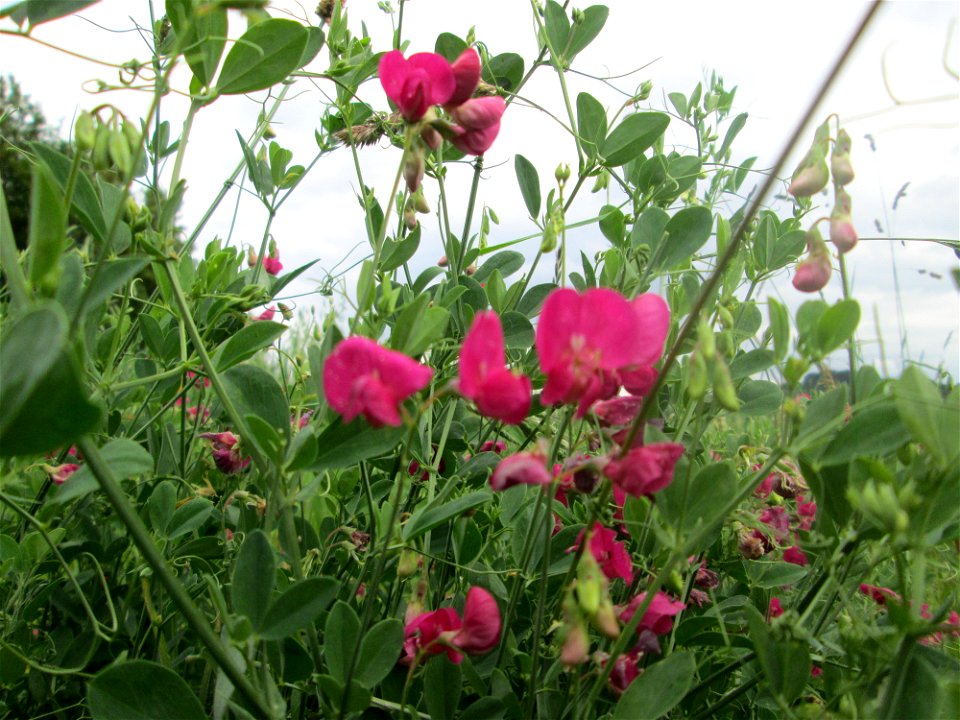Knollen-Platterbse (Lathyrus tuberosus) auf einer typischen „Bliesgau-Wiese“ bei Fechingen