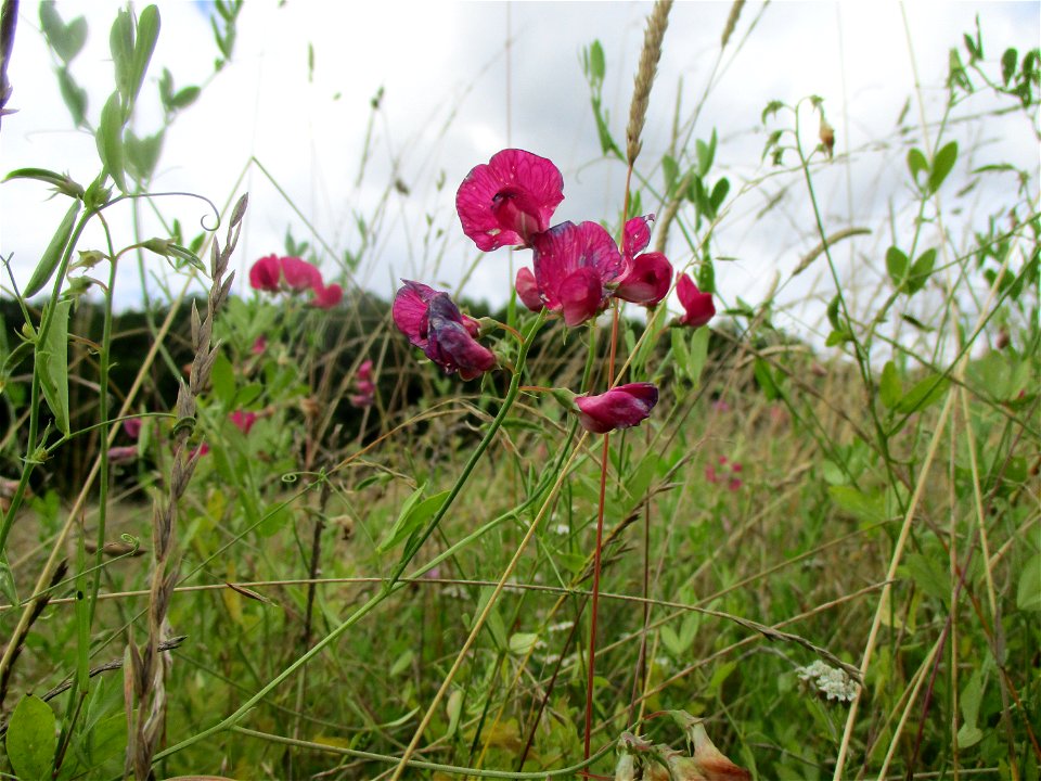 Knollen-Platterbse (Lathyrus tuberosus) bei Eschringen