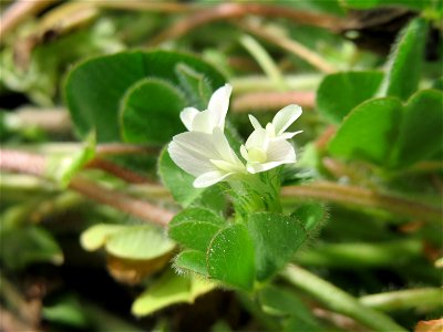 Bodenfrüchtiger Klee (Trifolium subterraneum) in Hockenheim