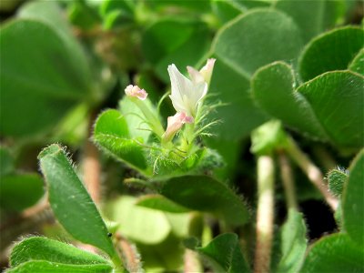 Bodenfrüchtiger Klee (Trifolium subterraneum) in Hockenheim