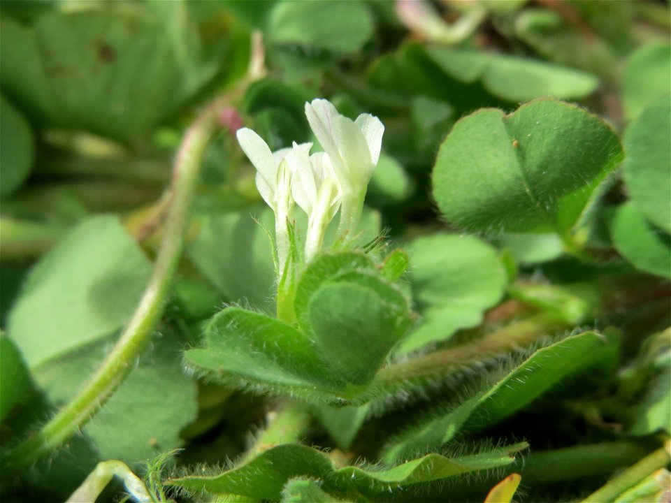 Bodenfrüchtiger Klee (Trifolium subterraneum) in Hockenheim