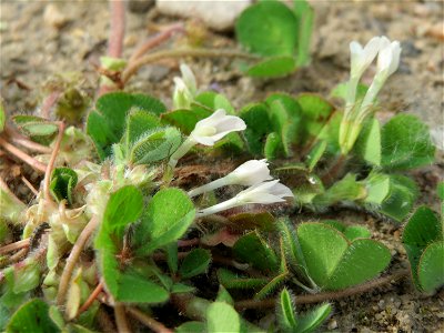 Bodenfrüchtiger Klee (Trifolium subterraneum) in Hockenheim