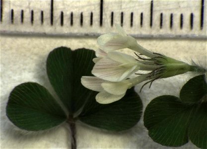 Trifolium subterraneum photo