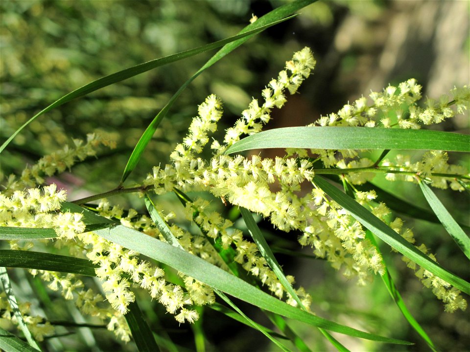 Acacia floribunda in the jardin des Serres de la Madone in Menton (Alpes-Maritimes, France).