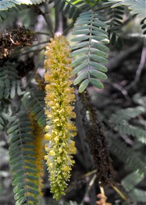 Prosopis chilensis.
At Descanso Gardens in La Cañada Flintridge, Southern California.
Identified by sign.