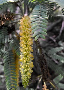 Prosopis chilensis. At Descanso Gardens in La Cañada Flintridge, Southern California. Identified by sign. photo