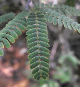 Prosopis chilensis.
At Descanso Gardens in La Cañada Flintridge, Southern California.
Identified by sign.