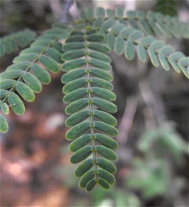 Prosopis chilensis. At Descanso Gardens in La Cañada Flintridge, Southern California. Identified by sign. photo