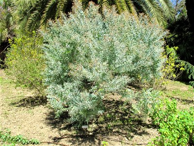 Acacia podalyriifolia in the gardens of the villa Hanbury (Ventimiglia, Italy). Identified by its botanic label.