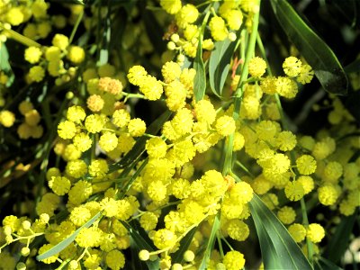 Close view of Acacia retinodes (in French Four seasons mimosa) in august in the south-west of France (Capbreton, Landes) photo