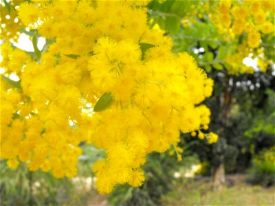 — Queensland Silver Wattle. In The Water Conservation Garden At Cuyamaca College, located in El Cajon, southern California. Identified by sign. photo