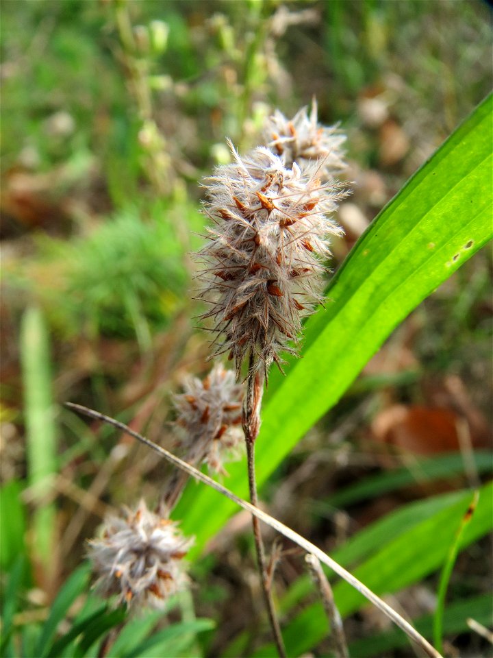 Hasen-Klee (Trifolium arvense) bei Hockenheim