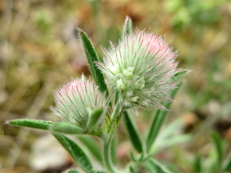 Hasenklee (Trifolium arvense) bei Oftersheim