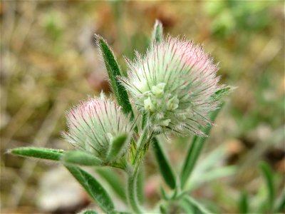 Hasenklee (Trifolium arvense) bei Oftersheim
