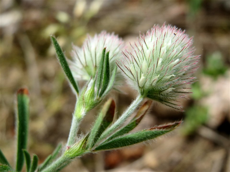 Hasen-Klee (Trifolium arvense) bei Oftersheim