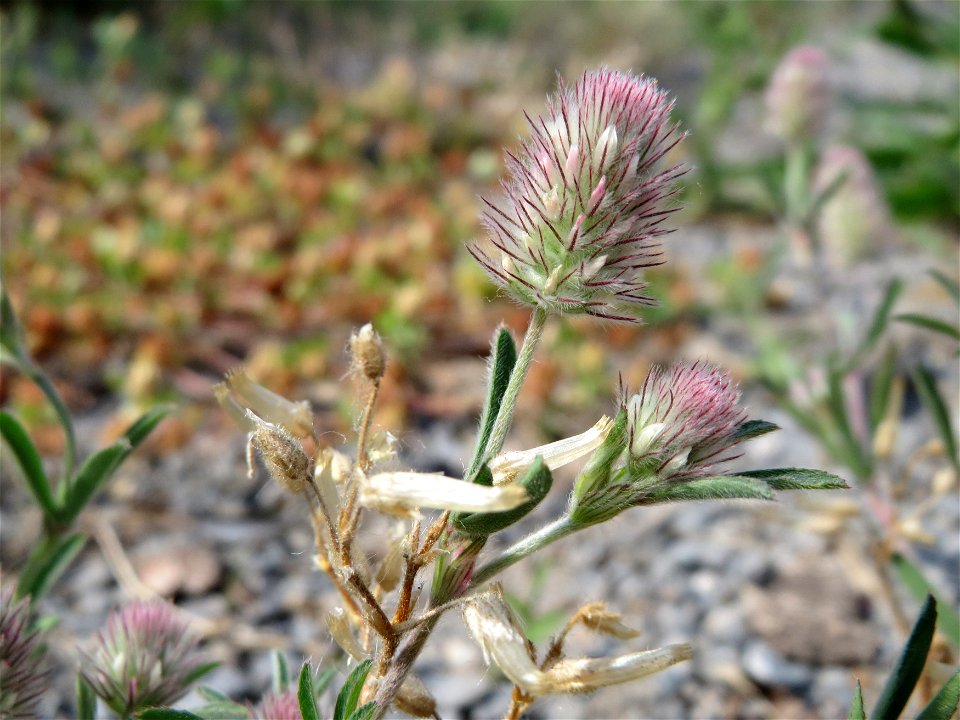 Hasen-Klee (Trifolium arvense) bei Hockenheim