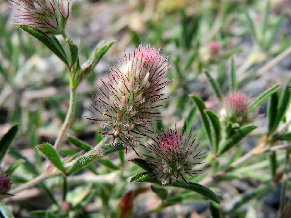 Hasen-Klee (Trifolium arvense) bei Hockenheim