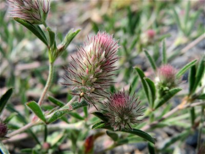 Hasen-Klee (Trifolium arvense) bei Hockenheim