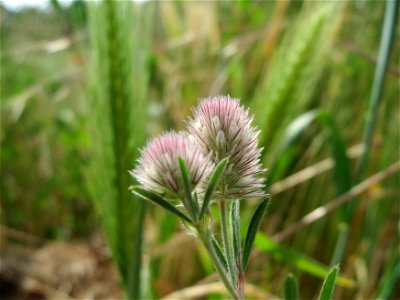 Hasen-Klee (Trifolium arvense) bei Hockenheim
