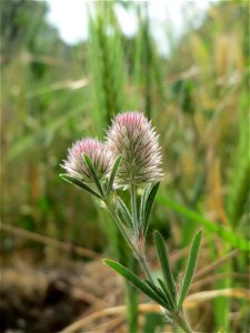 Hasen-Klee (Trifolium arvense) bei Hockenheim