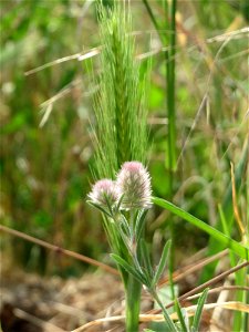 Hasen-Klee (Trifolium arvense) bei Hockenheim