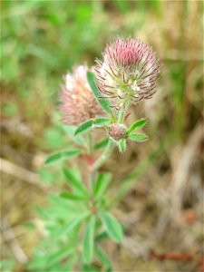 Hasen-Klee (Trifolium arvense) im Naturschutzgebiet Gewann Frankreich-Wiesental