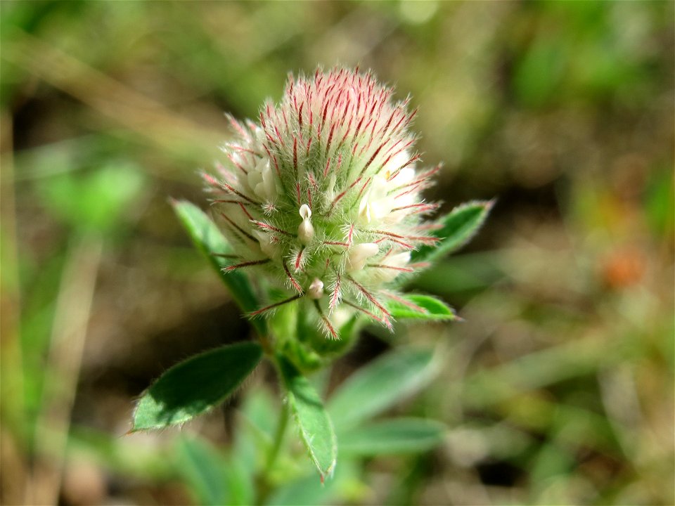 Hasen-Klee (Trifolium arvense) im Schwetzinger Hardt