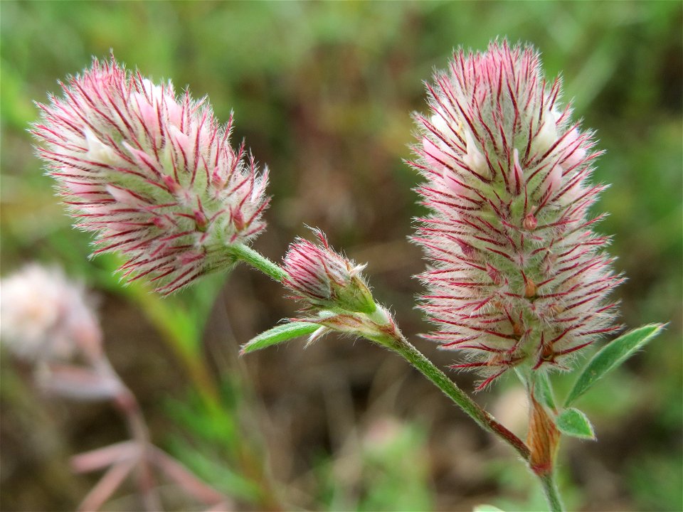 Hasen-Klee (Trifolium arvense) im Naturschutzgebiet Gewann Frankreich-Wiesental