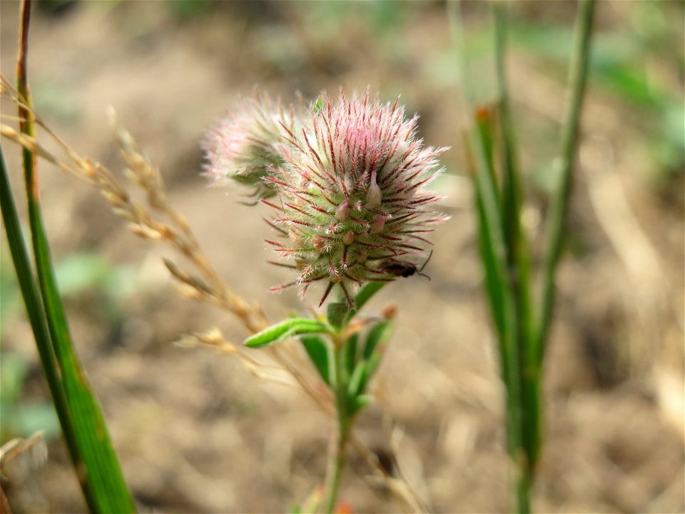 Hasen-Klee (Trifolium arvense) bei Hockenheim