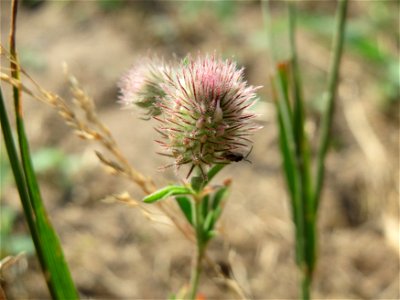 Hasen-Klee (Trifolium arvense) bei Hockenheim