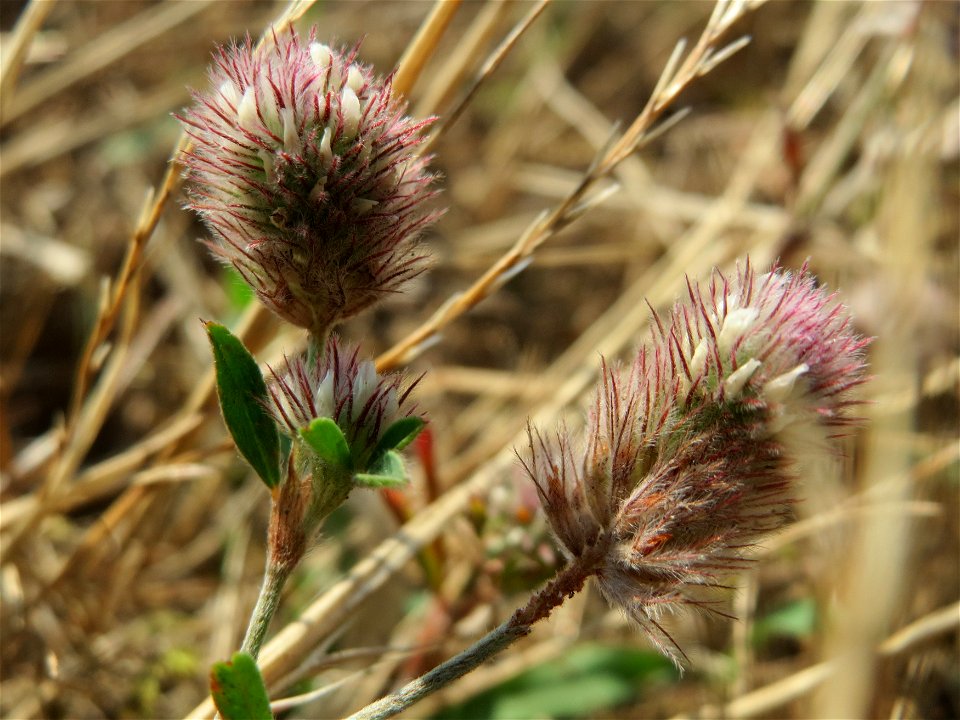 Hasen-Klee (Trifolium arvense) bei Hockenheim