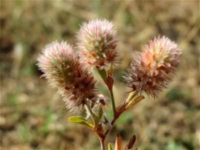 Hasen-Klee (Trifolium arvense) bei Hockenheim