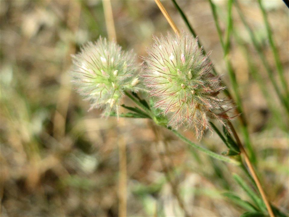 Hasen-Klee (Trifolium arvense) im Schwetzinger Hardt