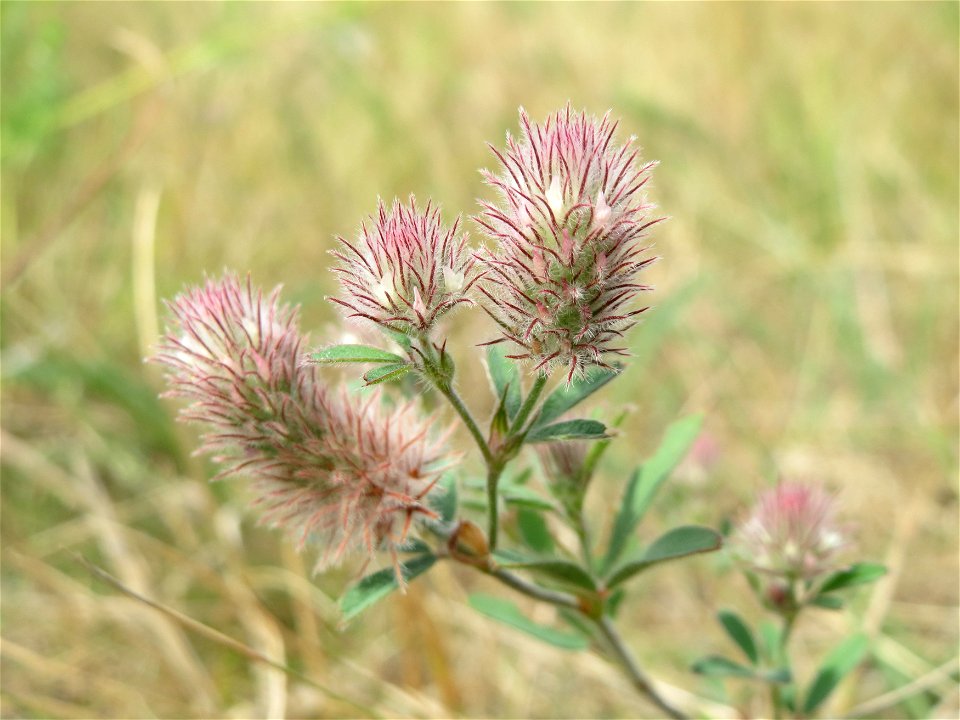 Hasenklee (Trifolium arvense) bei Oftersheim