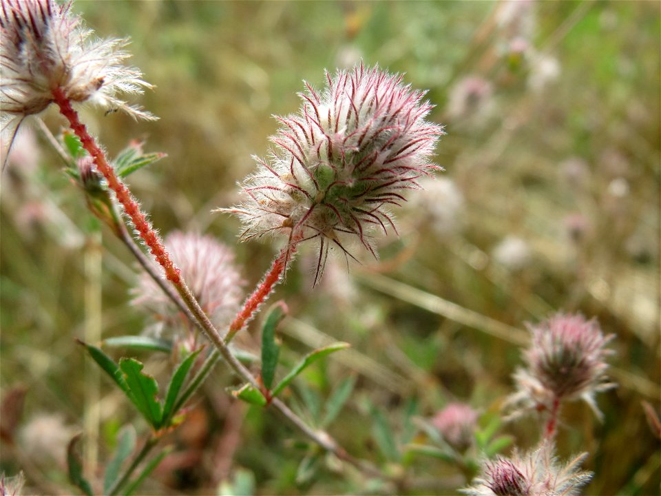 Hasenklee (Trifolium arvense) bei Oftersheim