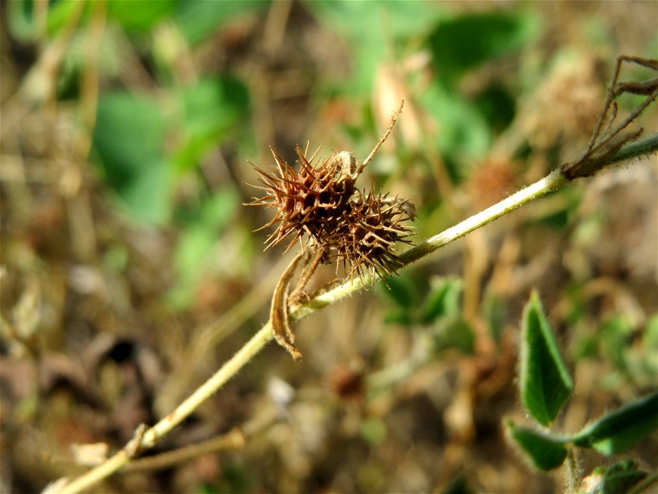 Hasenklee (Trifolium arvense) auf der Friedenshöhe (Oftersheim)