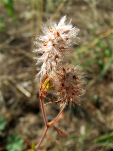 Hasenklee (Trifolium arvense) auf der Friedenshöhe (Oftersheim)