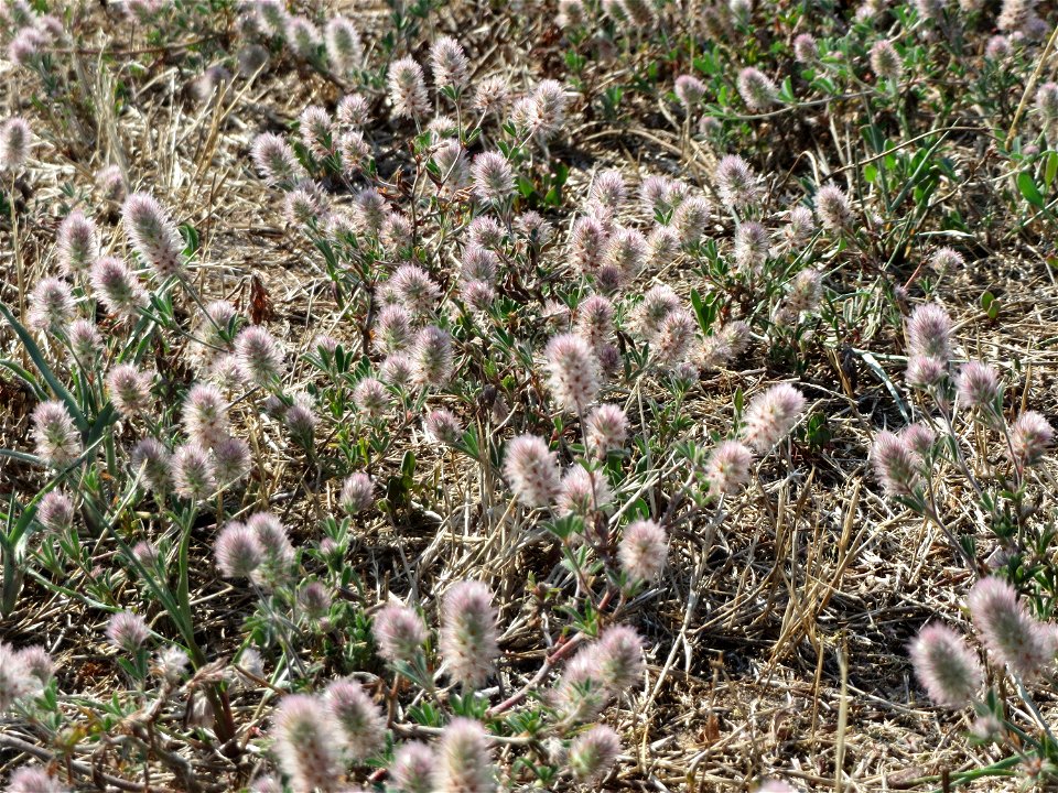 Hasen-Klee (Trifolium arvense) bei Hockenheim