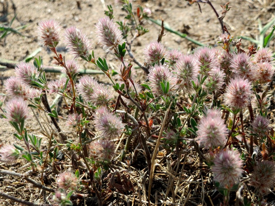 Hasen-Klee (Trifolium arvense) bei Hockenheim