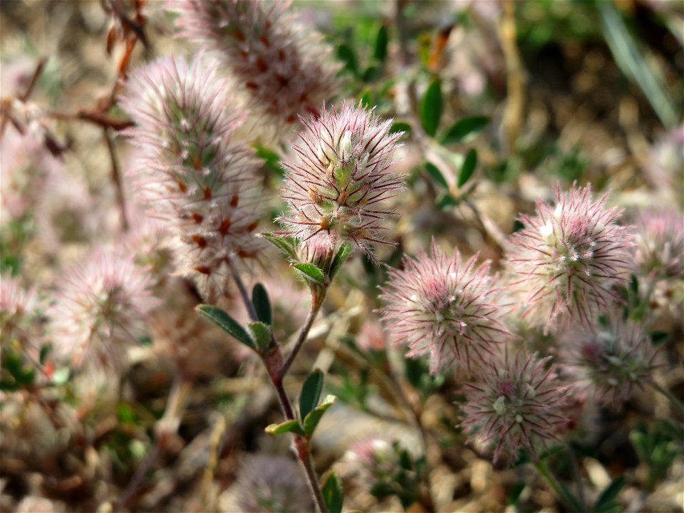 Hasen-Klee (Trifolium arvense) bei Hockenheim