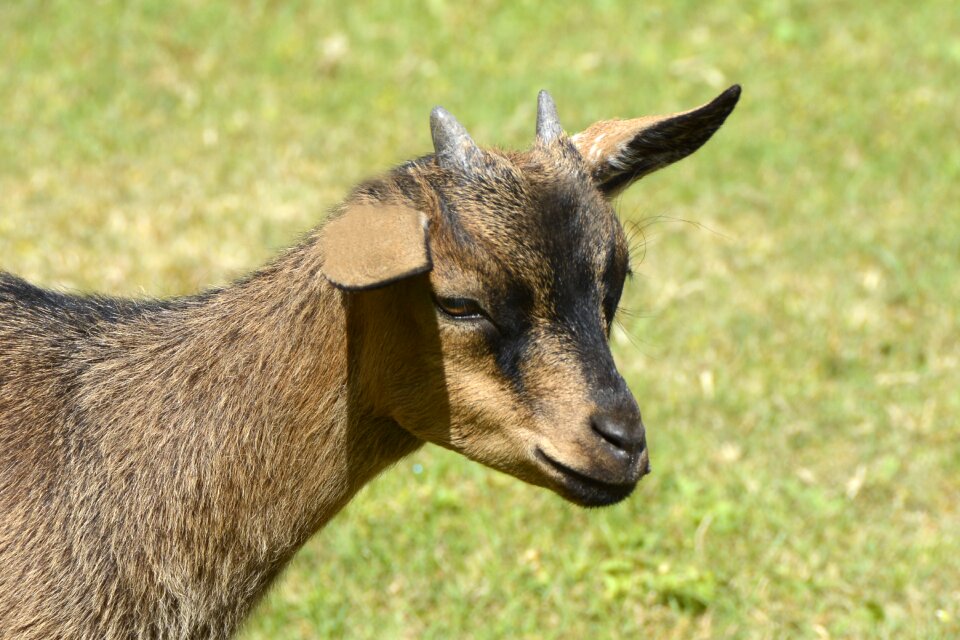 Animal young animal nature