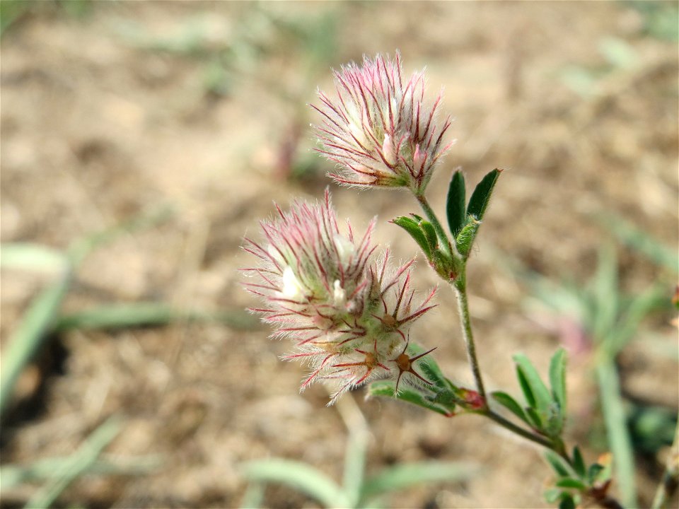 Hasen-Klee (Trifolium arvense) bei Hockenheim