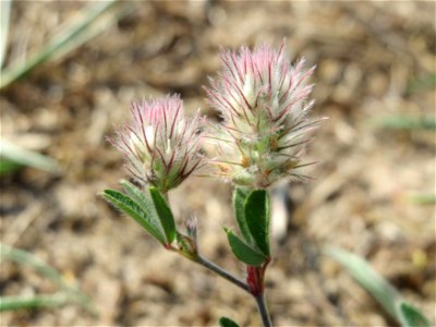 Hasen-Klee (Trifolium arvense) bei Hockenheim