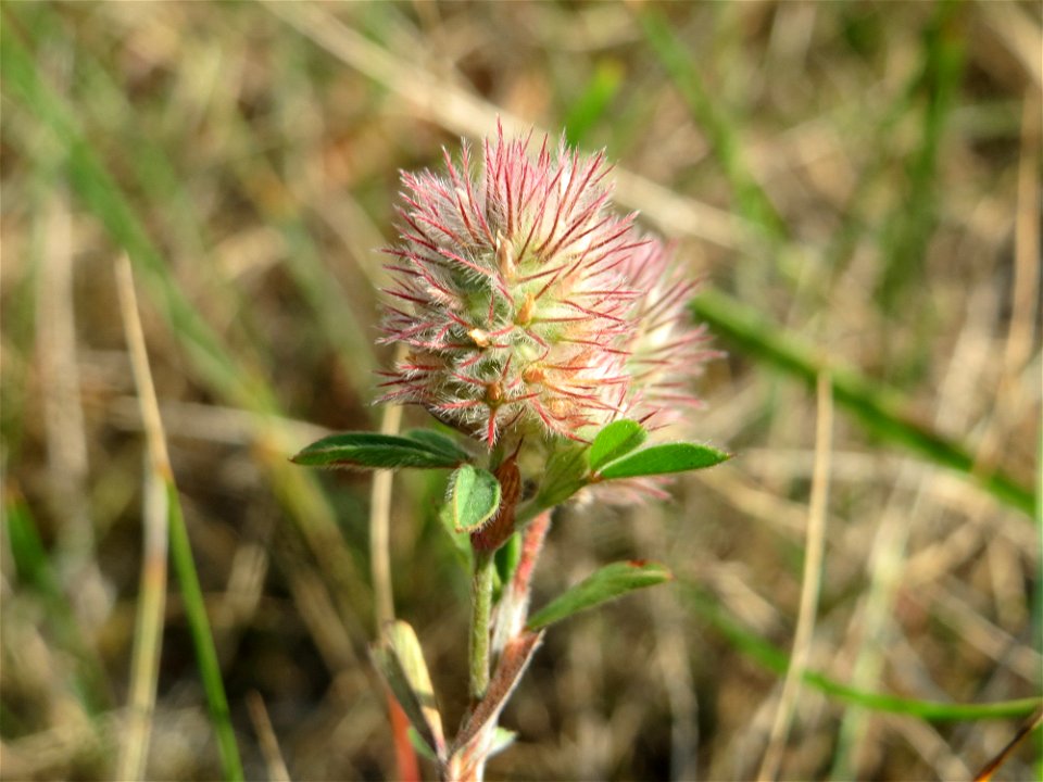 Hasen-Klee (Trifolium arvense) am Schalkenmehrener Maar