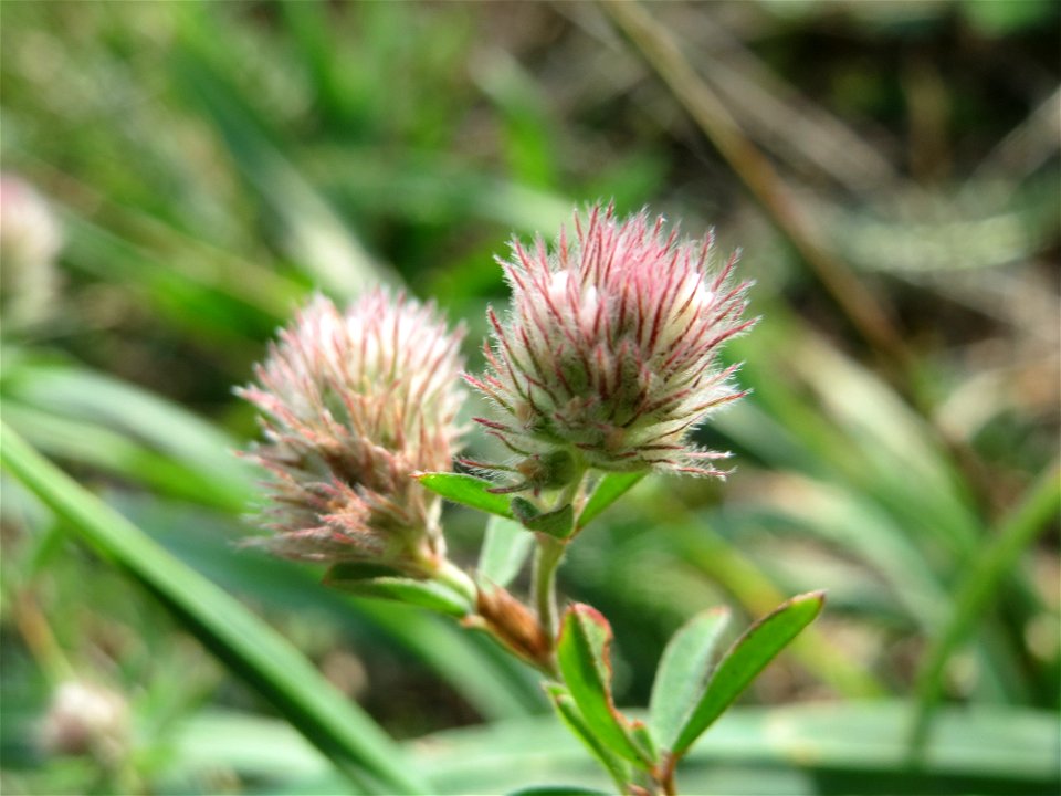 Hasen-Klee (Trifolium arvense) am Schalkenmehrener Maar