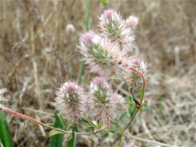 Hasen-Klee (Trifolium arvense) im Schwetzinger Hardt