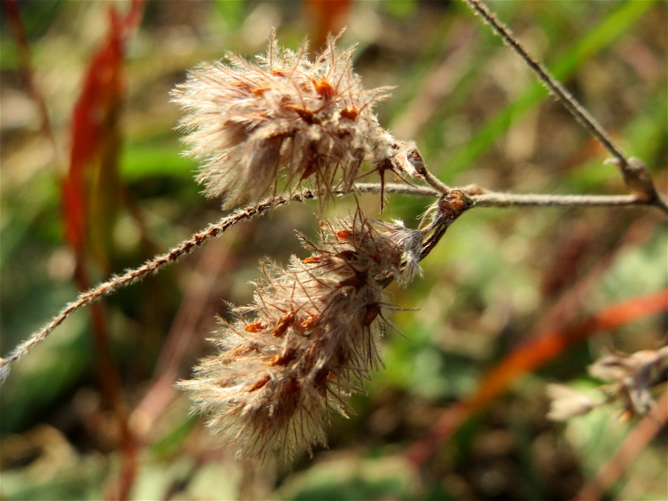 Hasen-Klee (Trifolium arvense) an den Oftersheimer Dünen