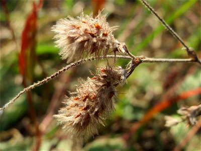 Hasen-Klee (Trifolium arvense) an den Oftersheimer Dünen