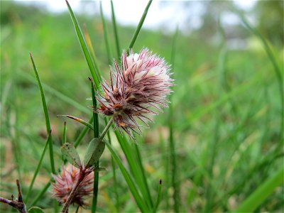 Hasen-Klee (Trifolium arvense) oberhalb vom Schalkenmehrener Maar