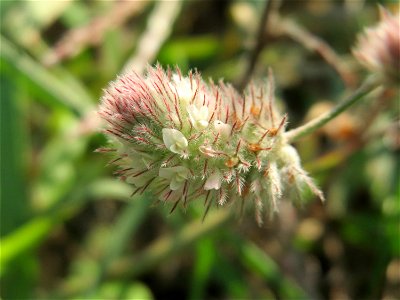 Hasen-Klee (Trifolium arvense) an den Oftersheimer Dünen
